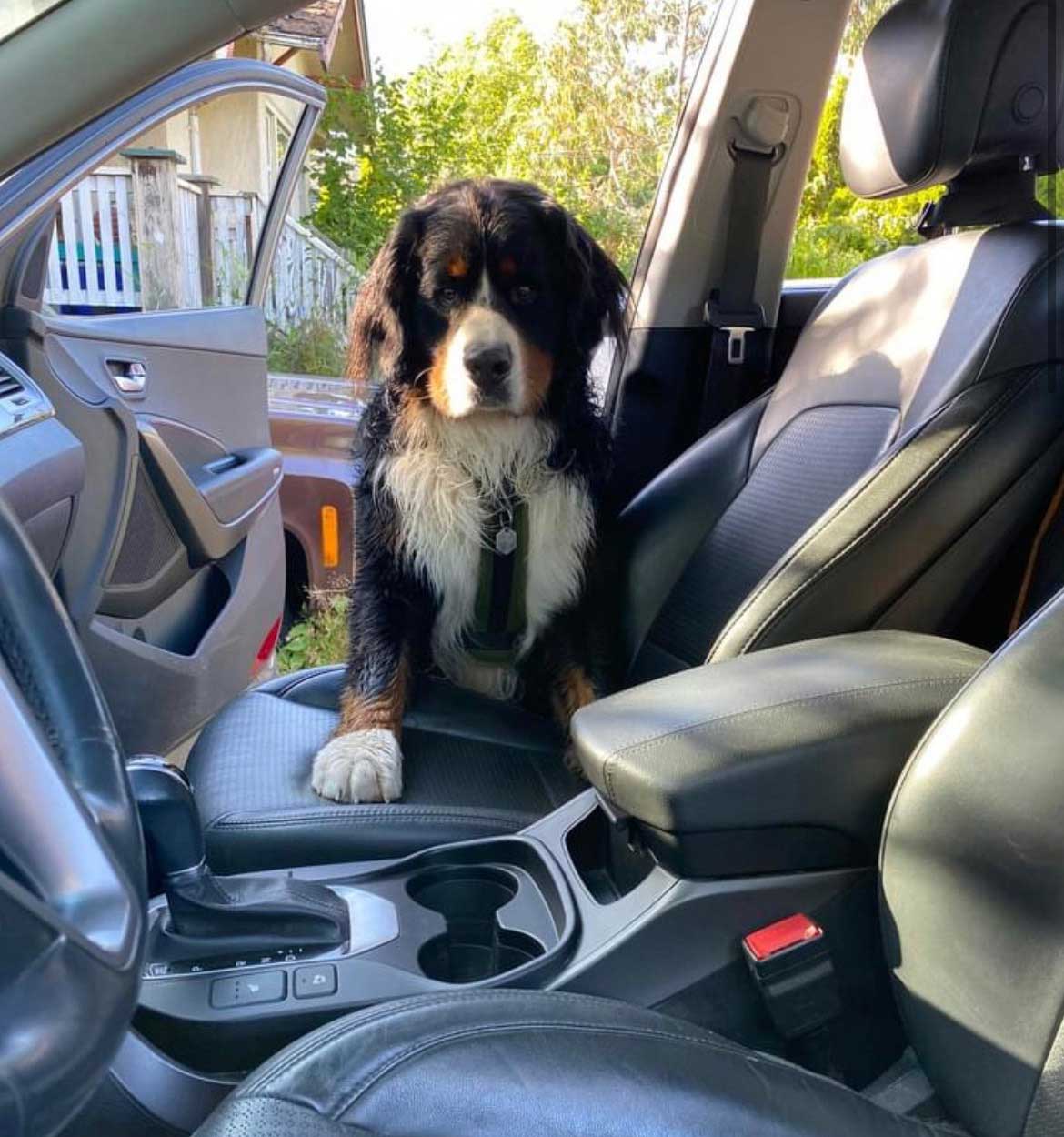 burmese-in-car